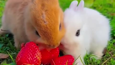 cute rabbits eating strabery