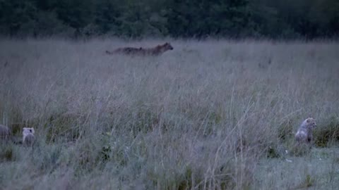 Lions, leopards, hyenas, carnivorous beasts on the grassland