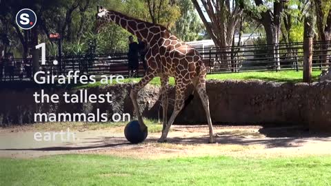 53_5 Facts About Giraffes