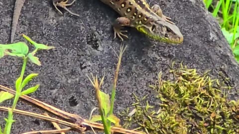 A female sand lizard with a big belly / beautiful reptile.