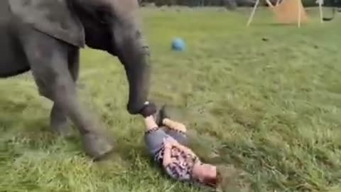 Small cute baby having fun with elephant 🐘🐘🐘