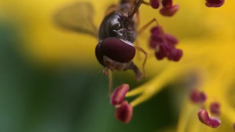 Hoverfly insect