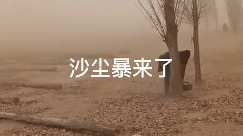 Chinese government is ordering farmers to cut down trees