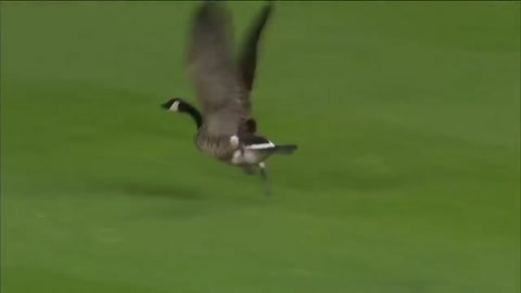A goose stops a baseball game