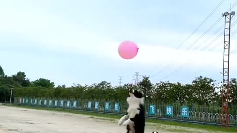 Funny dogs playing with baloon