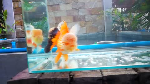 The most beautiful Oranda Goldfish-20