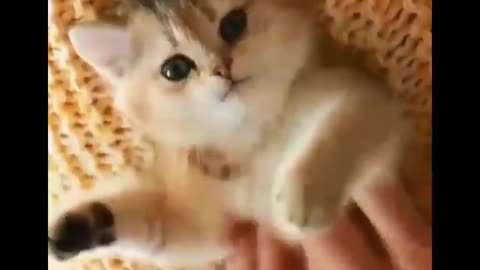 Funny cat video❤️❤️