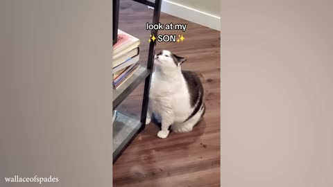 Funny Cats