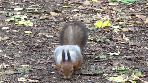 Squirrel in the forest