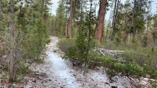 3X Triple Speed Pine Forest Hiking – Central Oregon – Edison Sno-Park