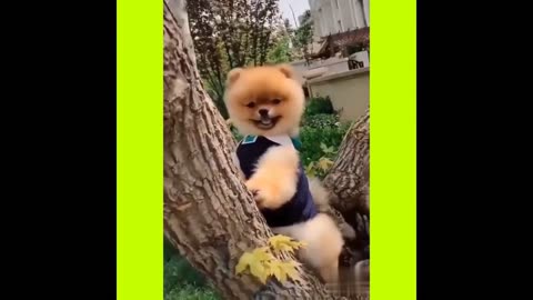 😁 Funniest 🐶 Dogs and 😻 Cats - Awesome and Funniest Animals Life Video 2021