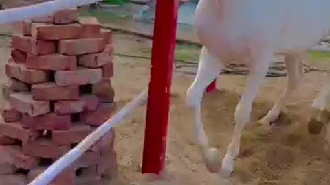 Horse 🐴🐎 video