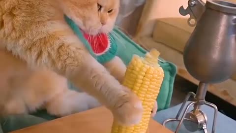 Funny video animals