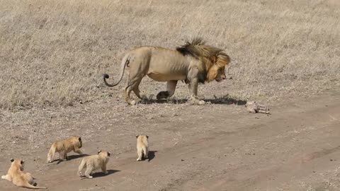 Lion dad tries to ditch his kids