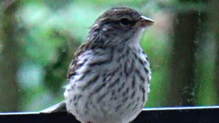 Chirping Sparrows Feeding