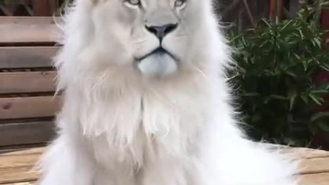 A rare mini lion! Cute animal videos, Cute baby animals, Cute animals (2)