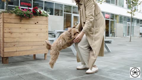 Lovely happy smart Dog