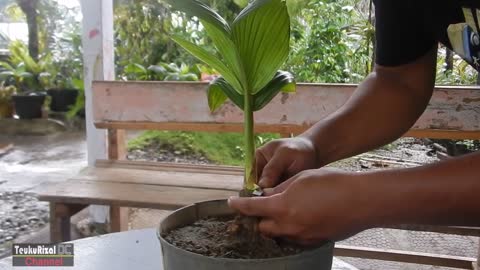Care of coconut bonsai