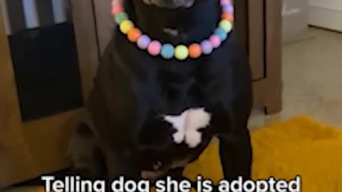 Telling dog she is adopted