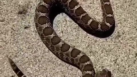 Beheaded Snake Bites It's Own Body