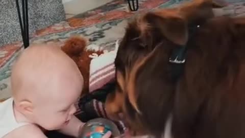 Australian Shepherd and baby can't agree on who gets to keep the toy!