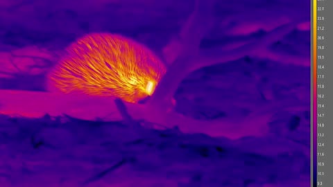 El raro "erizo australiano" que hace pompas para soportar el calor