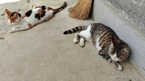 These cats do not get along with each other, but they rest together.