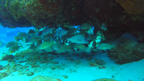 Cozumel SCUBA Diving Paraiso Reef Blue Stripped Grunt