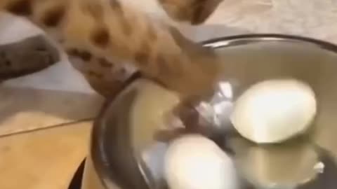 cute cat is furious because he can't eat chicken eggs