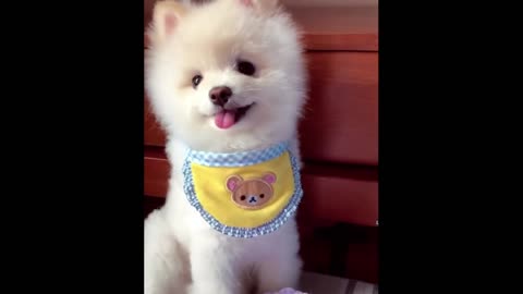 Funny and cute Pomeranian video|Cute puppies