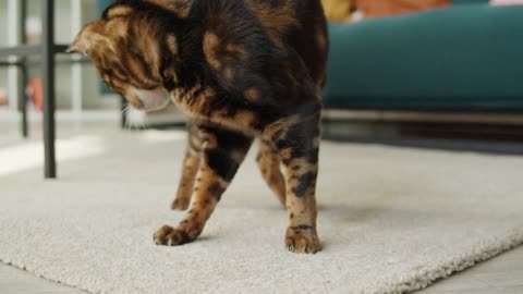 Bengal cat walking on carpet in living room