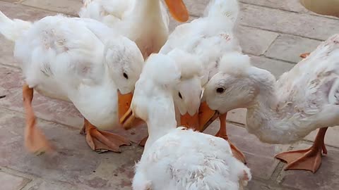 Ducks home