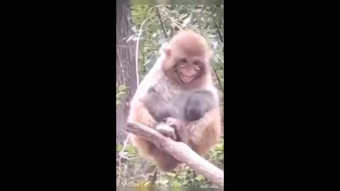 Monkey funny videos 😄
