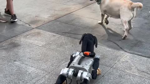 robot dog latest tecnology ,future is here ,viral video