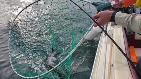 Big King Salmon at Lake Ontario