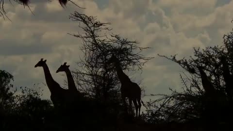 Wildlife Brave Giraffe Kick Five Lion To Save Baby - Power of LION In The Animal World But FAIL