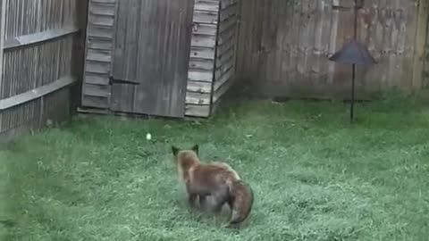 Young fox encounters it's first frost