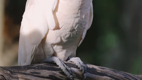 Very beautiful bird