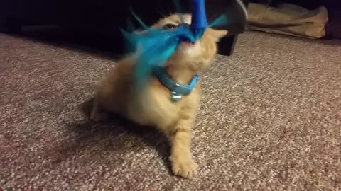 Growling kitten is the cutest hunter you'll ever see