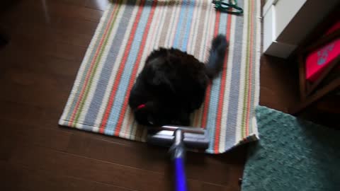 Funny cat obsessed with vacuum cleaner