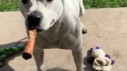 Trip the Staffordshire Bull Terrier is to Excited to Drop the Stick