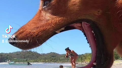 Fails of people video part 114. #funnyvideo #funny #dog #fun #fail #animals #awesome #funnyanimals