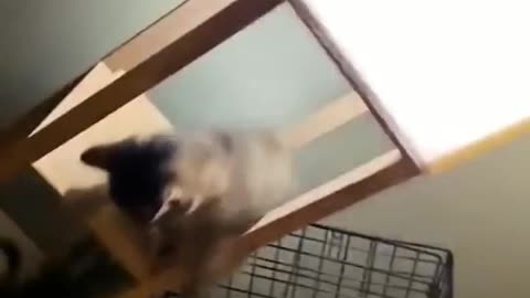 Funniest Cat & Dog