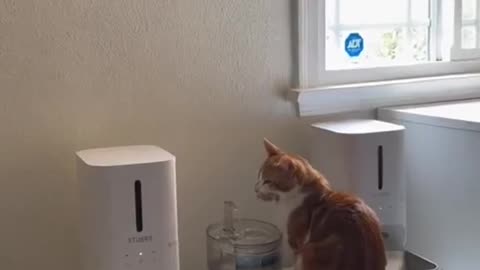 Funny cats part 1