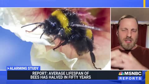 New Bad News About Honeybees