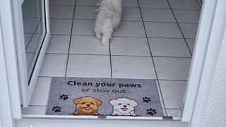 Always Wipe Your Paws