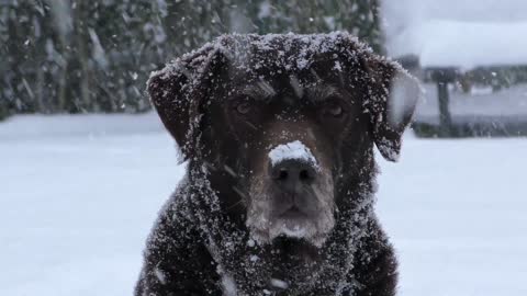 Doggy showering in snow fall enjoying the nature