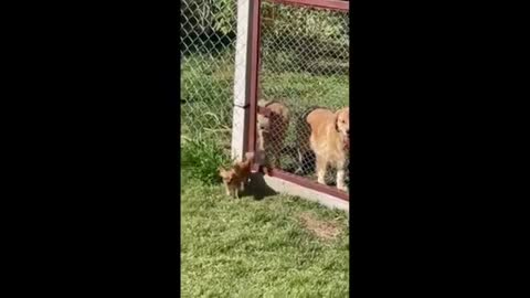 Chihuahua leaves big dogs speechless after escaping through gate