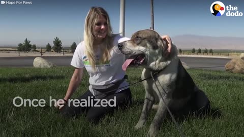 GIANT Dog Drags Rescuer Around Until He Slowly Beings To Trust Them | The Dodo