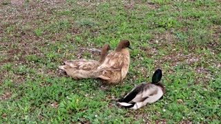 Duck friends